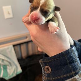 Boy 3 - Pembroke Welsh Corgi puppy in Ohio from Ohio Corgi Love Pups