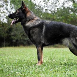 Envy - German Shepherd