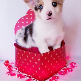 American Corgi and Pembroke Welsh Corgi Puppies from Whimsical Treasure Corgis