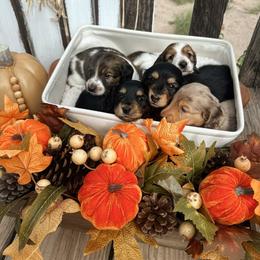 Dachshund puppies from Six Shooter Minis