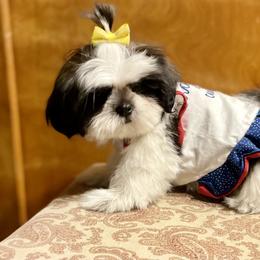 Shih Tzu Puppies from Amanda's Shih Tzu