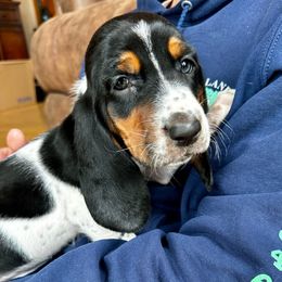 Yellow Collar Female - Black brown and white female Basset Hound puppy in Lindley, New York from Hill Top Basset Hounds & Cane Corso
