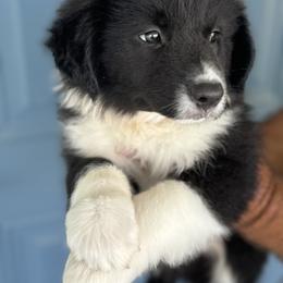 Australian Shepherd Puppies from Wiggle Butt Inn LLC