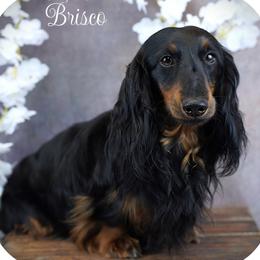BRI - Dachshund