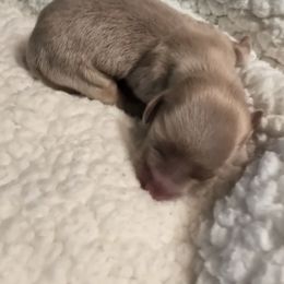 Boy 2 - Cream male Dachshund puppy in Barre, Massachusetts from Central Mass Dachshunds