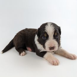 RTF2 - Red tri-color female Australian Shepherd puppy in Garland, Maine from MilkyWay Aussies with Tails