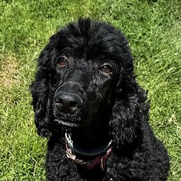 Noelle - Poodle
