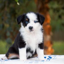 Poppy - Black tri female Miniature American Shepherd puppy in Chocowinity, North Carolina from Foxtail Hollow