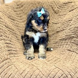 Rosie - Tri-color female Bernedoodle puppy in Lookout, California from Remington Kennels, LLC