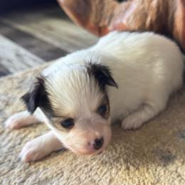 Laken's white and red sable girl - White and sable female Papillon puppy in Shirley, Arkansas from Lucky Pups