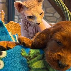 Irish Setters from Evergreen Irish Setters