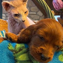 Irish Setters from Evergreen Irish Setters