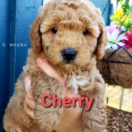 Goldendoodle Puppies from Just Doodling Dogs