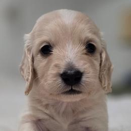 Noah - Piebald male Dachshund puppy in Nine Mile Falls, Washington from River Run Doxies