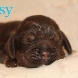 Girl 3 - Cocker Spaniel puppy in Perry, Arkansas from Parker's Cockapoos, LLC