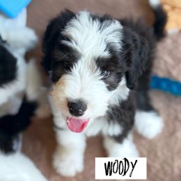 Woody - Black and white male Sheepadoodle puppy in Olathe, Kansas from VonDoodles Bernedoodles & Sheepadoodles