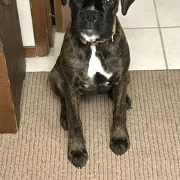 Boxer Puppies from Von Royal Dell’Infinite