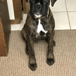 Boxer Puppies from Von Royal Dell’Infinite