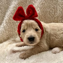 Comet - Cream female Goldendoodle puppy in The Woodlands, Texas from Gracie's Goldendoodles and Bernedoodles