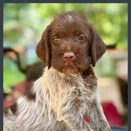 Inara - Brown and gray female Wirehaired Pointing Griffon puppy in Shelbyville, Texas from AndersonK9Kennels Bayou Beards