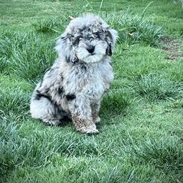 Aussiedoodle and Miniature Australian Shepherd Puppies from BlueZion Aussies