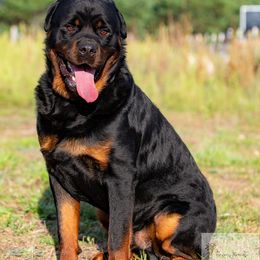 Vemon - Rottweiler
