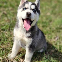 Siberian Husky Puppies from Kentucky Huskies
