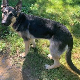 German Shepherd Puppies from Sandy’s Shepherds