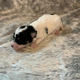 Glimmer - Parti female Poodle puppy in Haddam, Kansas from Golden B Acres