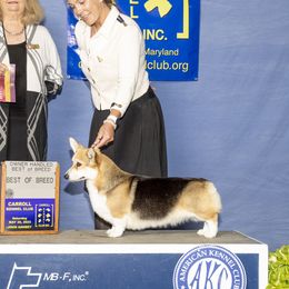 Shocker - Pembroke Welsh Corgi