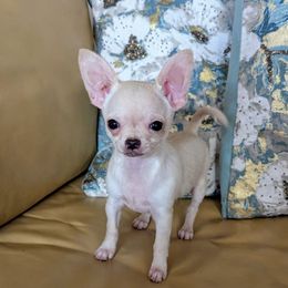 Mickey Mouse - Cream and white male Chihuahua puppy in Monterey County, California from Dei’s Chihuahuas