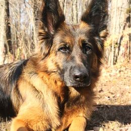 Helena - German Shepherd