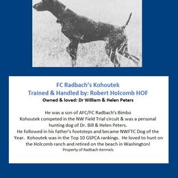 German Shorthaired Pointer All Grown Up from RADBACH KENNELS