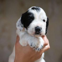 Spotty - Black and white male English Cocker Spaniel puppy in New Mexico from HighBrassGunDogs