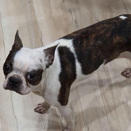 Rune - Boston Terrier