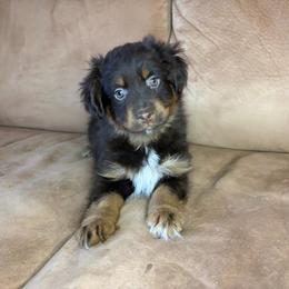 Angel - Red tri female Miniature Australian Shepherd puppy in Fredericksburg, Texas from Wrenfalls Paradise