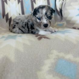 Boy 6 - Blue merle male Australian Shepherd puppy in Oklahoma from DRB Dachshunds