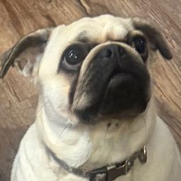 Pug puppies from Loda's Pugs