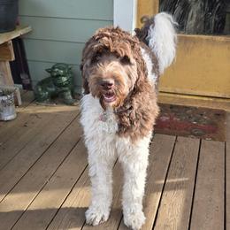 Bernedoodle, Labradoodle, and Newfypoo All Grown Up from Small Town Doodles & Poodles