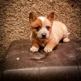 Anatolian Shepherd Dog and Australian Cattle Dog Puppies from 4D Cattle Dogs