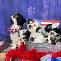 Companion Cross Puppies from Puppies Full of Love