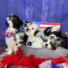 Companion Cross Puppies from Puppies Full of Love