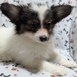 Girl 2 - White black and tan female Papillon puppy in Joshua, Texas from Summertime Kennels
