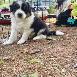 Australian Shepherd Puppies from Wild Atlantic  Aussies