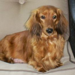 Dachshunds from Lynne's Doxie Heaven