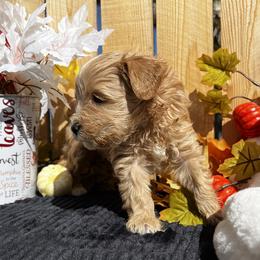 Scrabble - Wheaten male Miniature Schnauzer puppy in Menifee, California from Moonshine’s Minis
