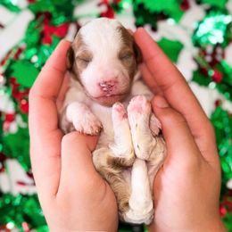 Aspen - Parti male Goldendoodle puppy in Kissimmee, Florida from Poodle Doodle Kennels