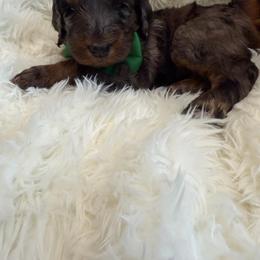 Clay Calloway - Merle male Goldendoodle puppy in Spokane, Washington from Goldendoodles on the Prairie
