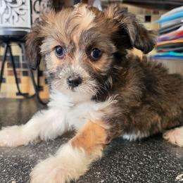 Poppi - female Yorkipoo puppy in West Enfield, Maine from GRIFFEY'S SPA AND KENNEL