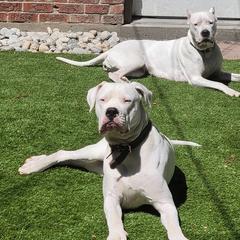 Dogo Argentinos from Driftwood dogos